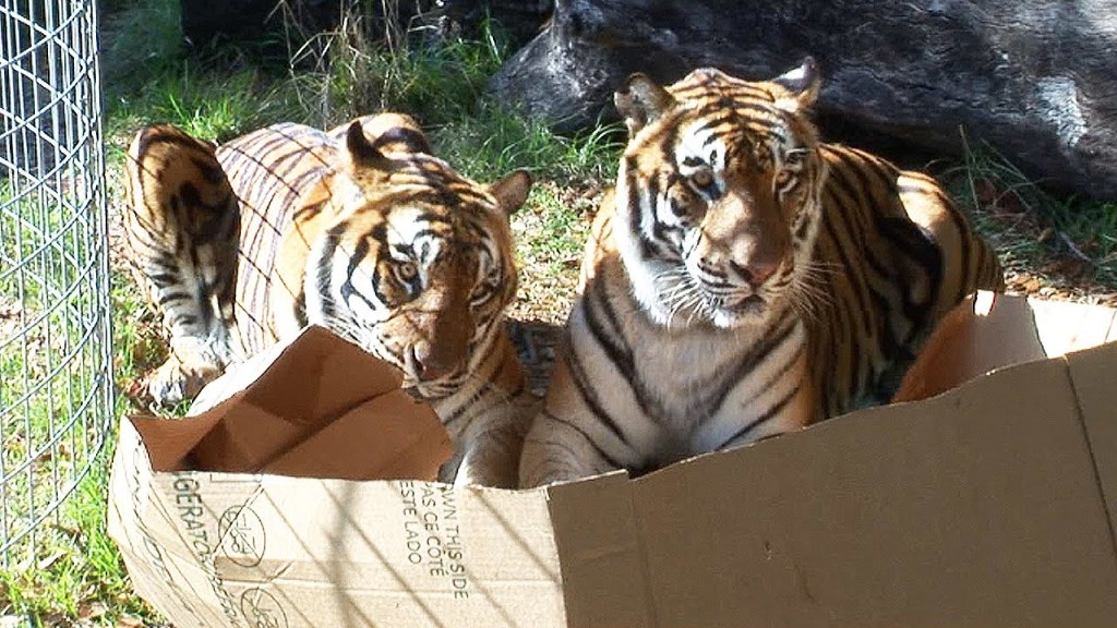 Picture of: BIG CATS like boxes too!