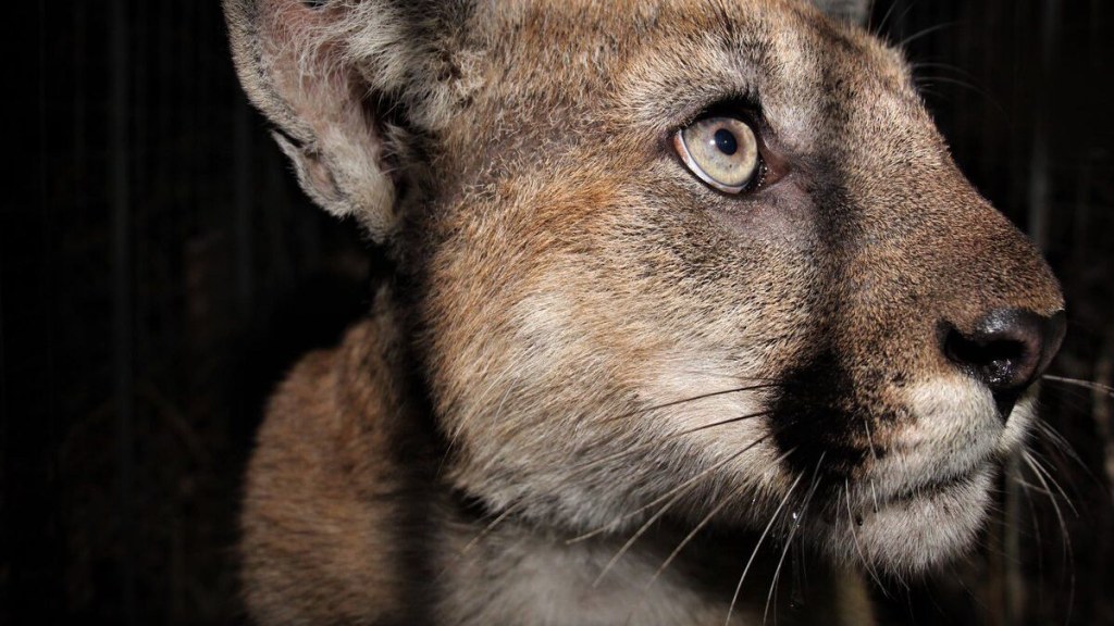 Picture of: California mountain lion P- struck, killed by vehicle near Ojai
