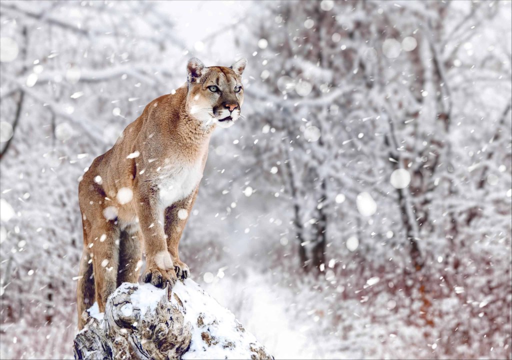 Picture of: Do Mountain Lions Live in Rhode Island? – AZ Animals