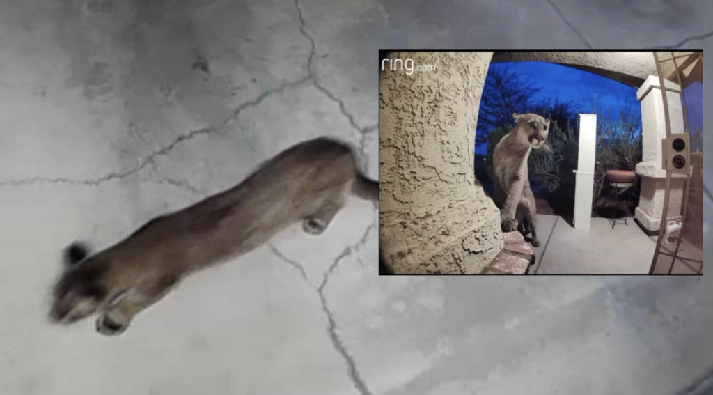 Picture of: Full-grown mountain lion tried attacking pet cat at a home in