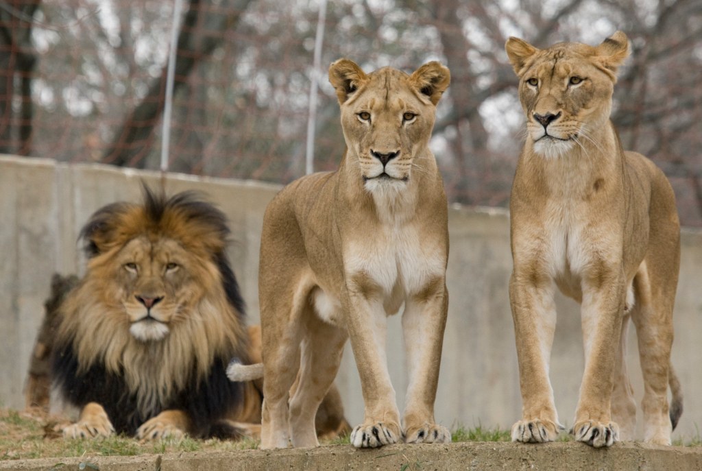 Picture of: How ‘The Lion King’ Gets Real-Life Lion Family Dynamics Wrong
