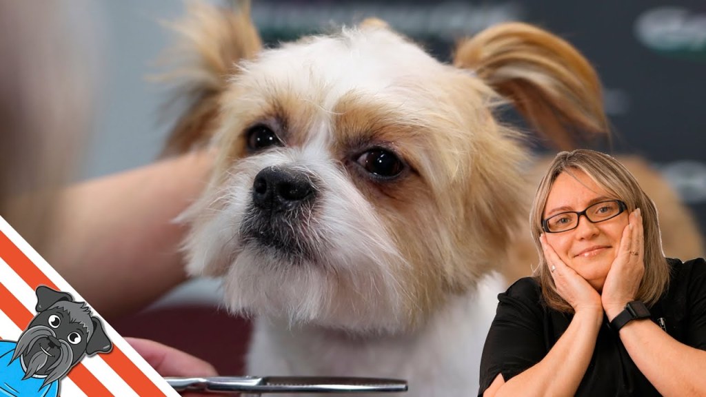 Picture of: How to Groom a Shih Tzu  Haircut of a Little Lion