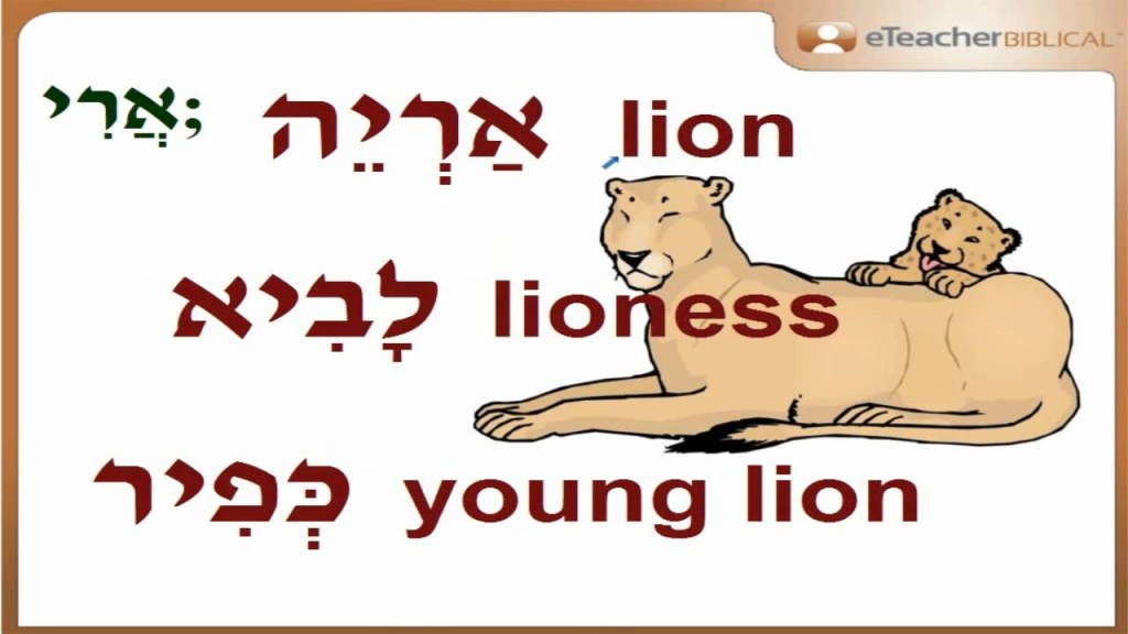 Picture of: How to say a lion, lioness and a young lion in Hebrew?  Q&A with  eTeacherBiblical