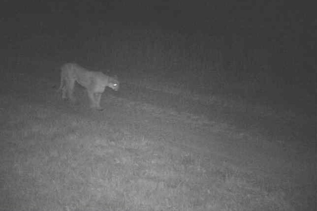 Picture of: Iowa DNR confirms mountain lion shot, killed in Johnson County