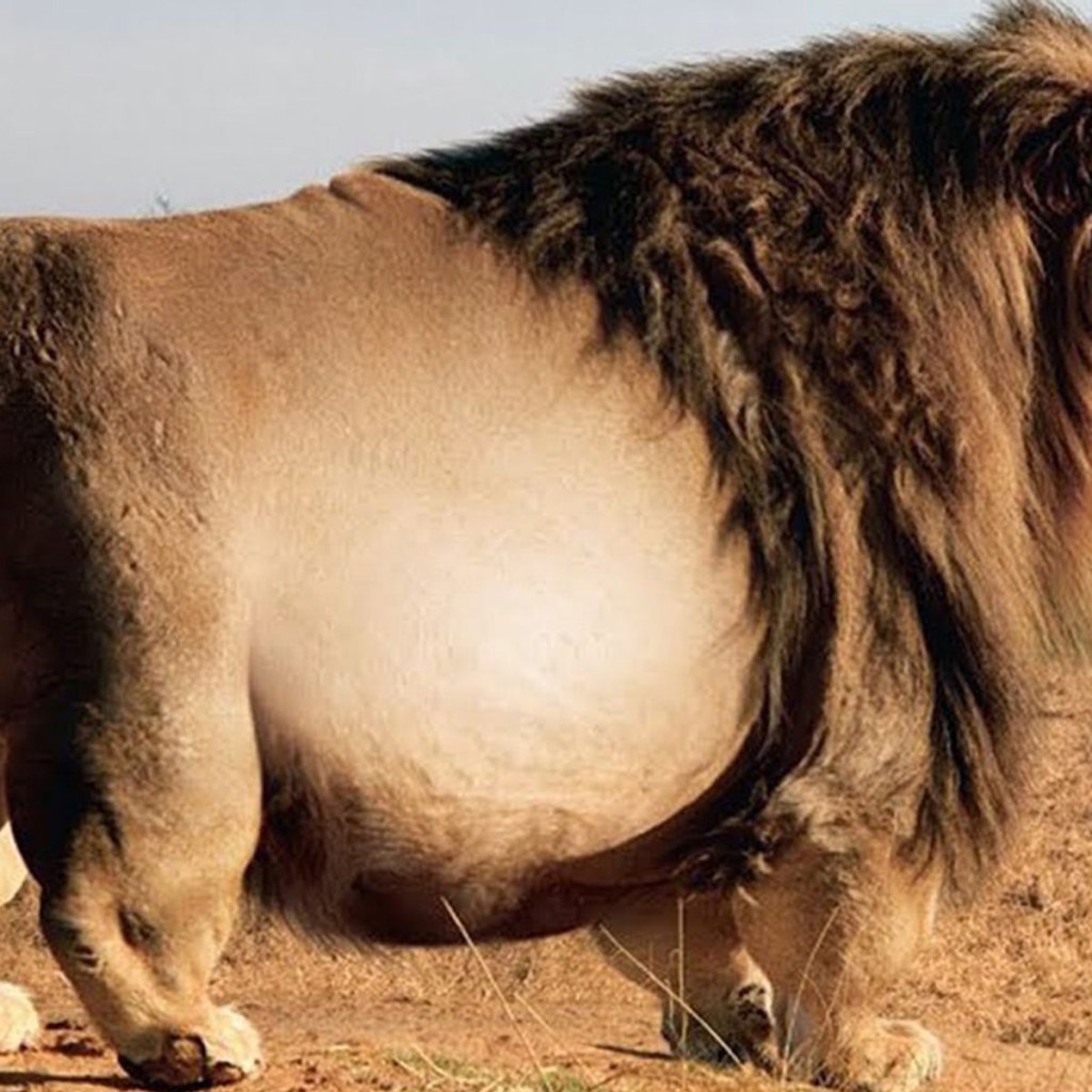 Picture of: Is the ‘Rangers Spot Giant Lion’ Story True?  Snopes