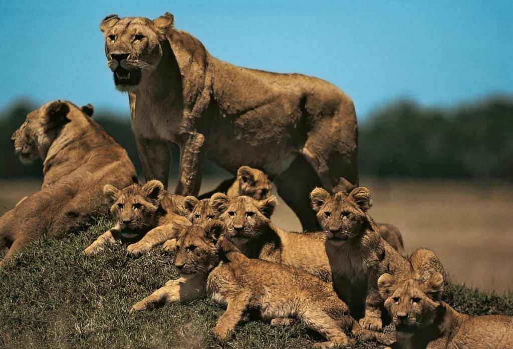 Picture of: Lion Reproduction & Offspring of the African Lion  ALERT