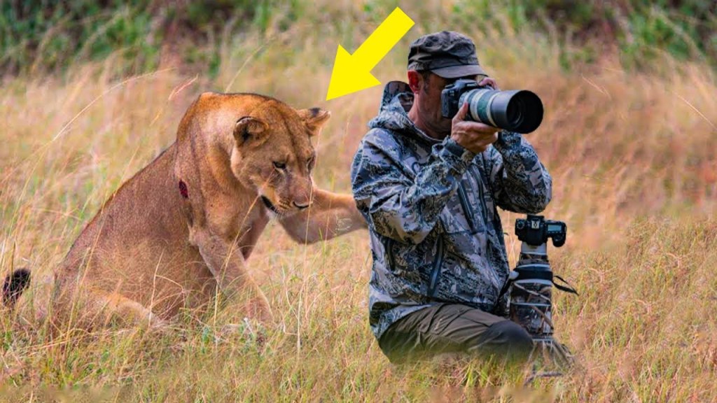 Picture of: Lioness Asks Photographer For Help, He Is Shocked To Find Out Why