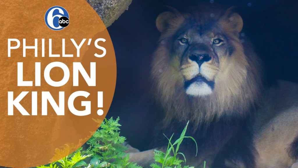 Picture of: Meet the “Lion King” at the Philadelphia Zoo – abc Philadelphia