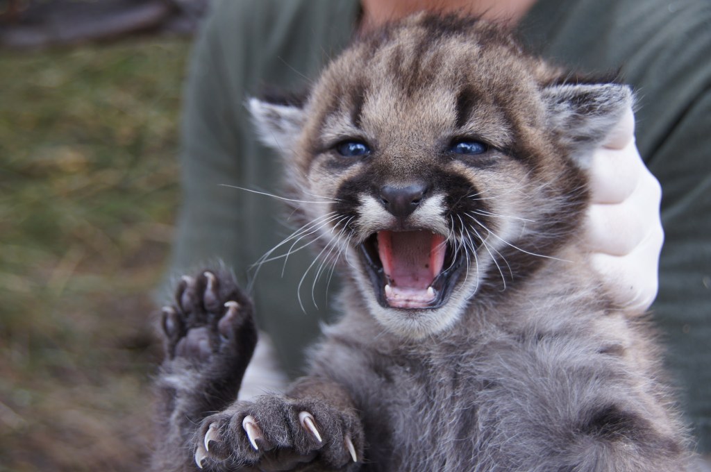 Picture of: Mountain lion P- dies at ½, showing how hard it is to be a big