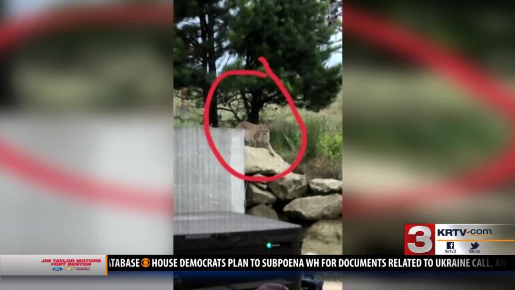 Picture of: Mountain lion spotted near MSU-Billings campus