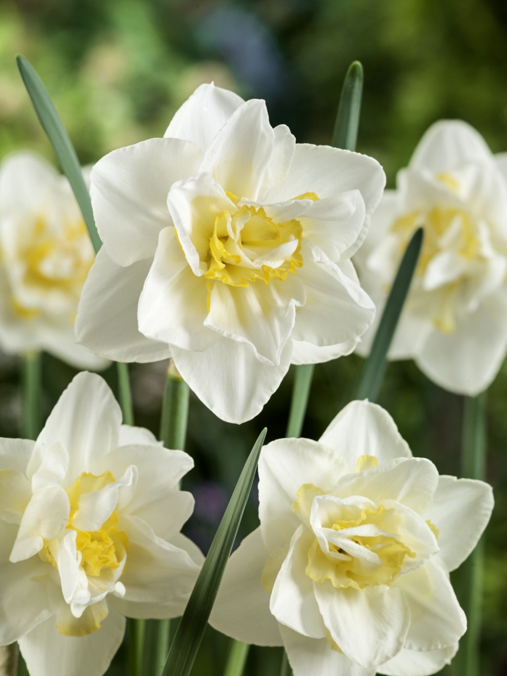 Picture of: Narcissus ‘White Lion’