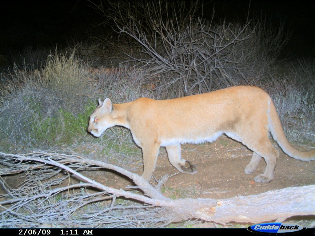 Picture of: Rare Mountain Lion Taken in Iowa  Field & Stream