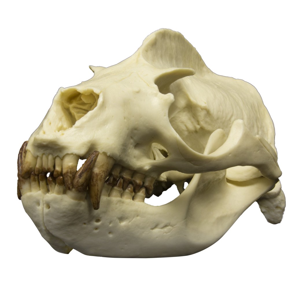 Picture of: Replica California Sea Lion Skull (Male)