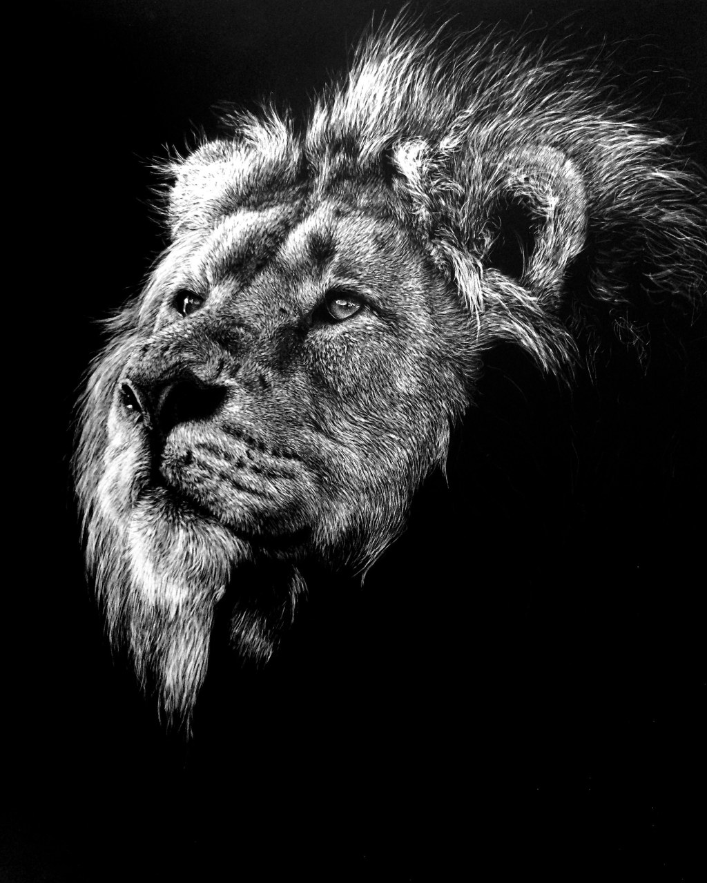 Picture of: Second update of #TheKing! #lion #scratchboard #artwork