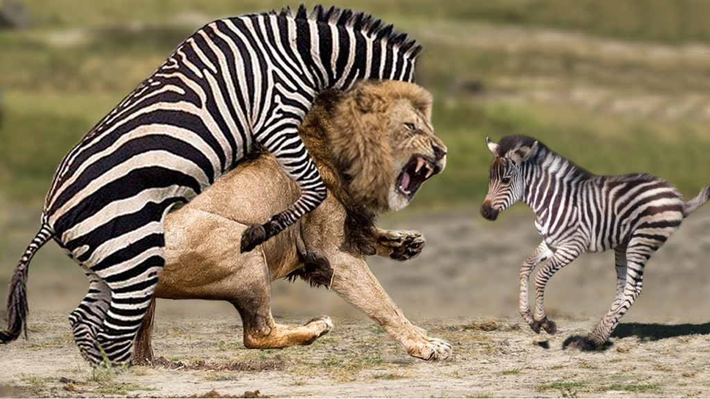 Picture of: UnbelievableZebra Joins Forces To Attack Lions To Protect Their Babies –  Lion, Zebra, Tiger, Bear