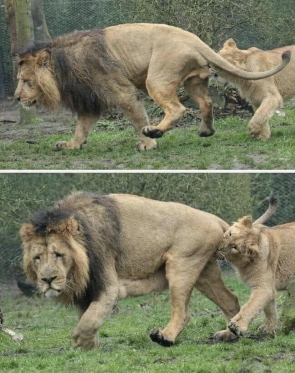 Picture of: Very sad lion got his balls bitten by lioness : r