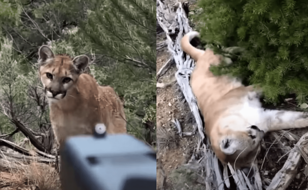 Picture of: VIDEO: Hunter Forced To Shoot Mountain Lion In Self Defense