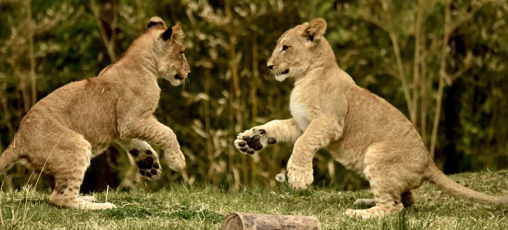Picture of: What Do Lion Cubs Like to Do Best? Play!  Cincinnati Zoo Blog